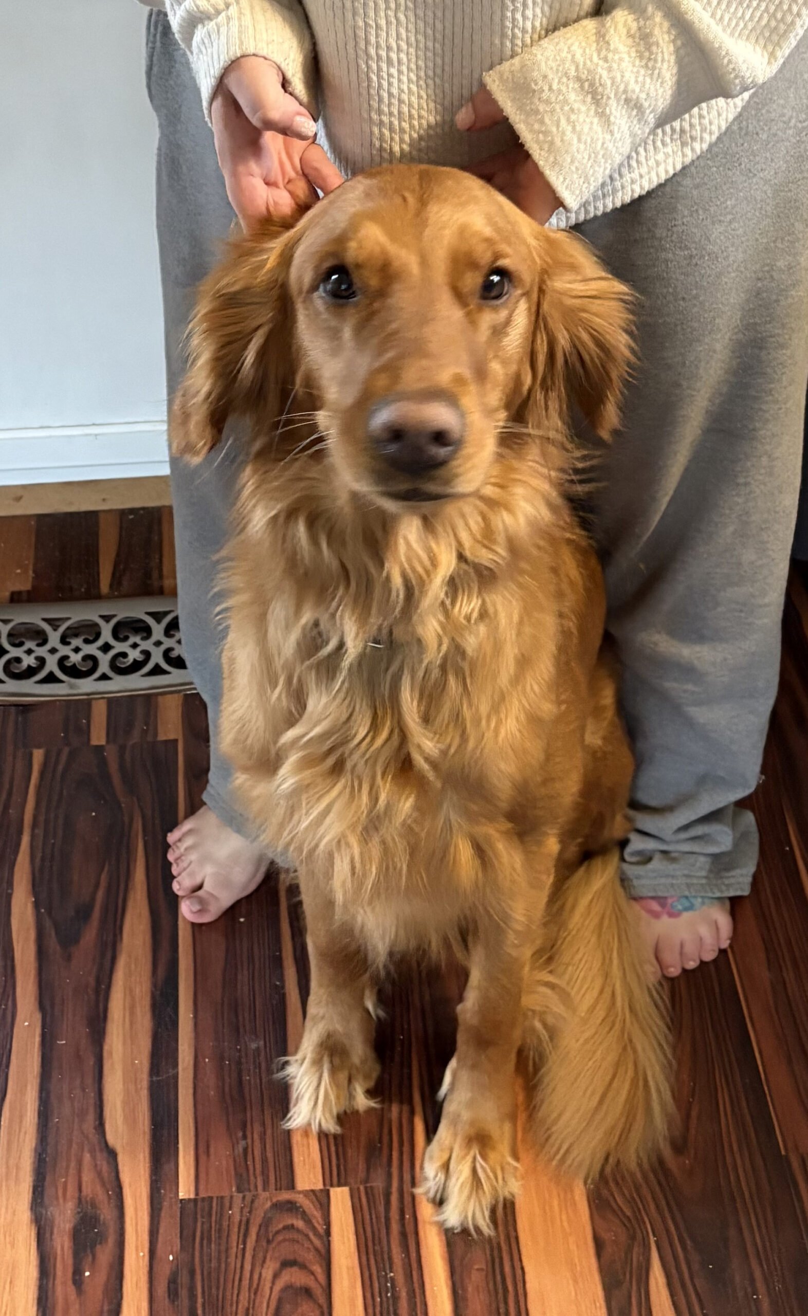 A photo of a dog sitting on a wood floor in front of her owner