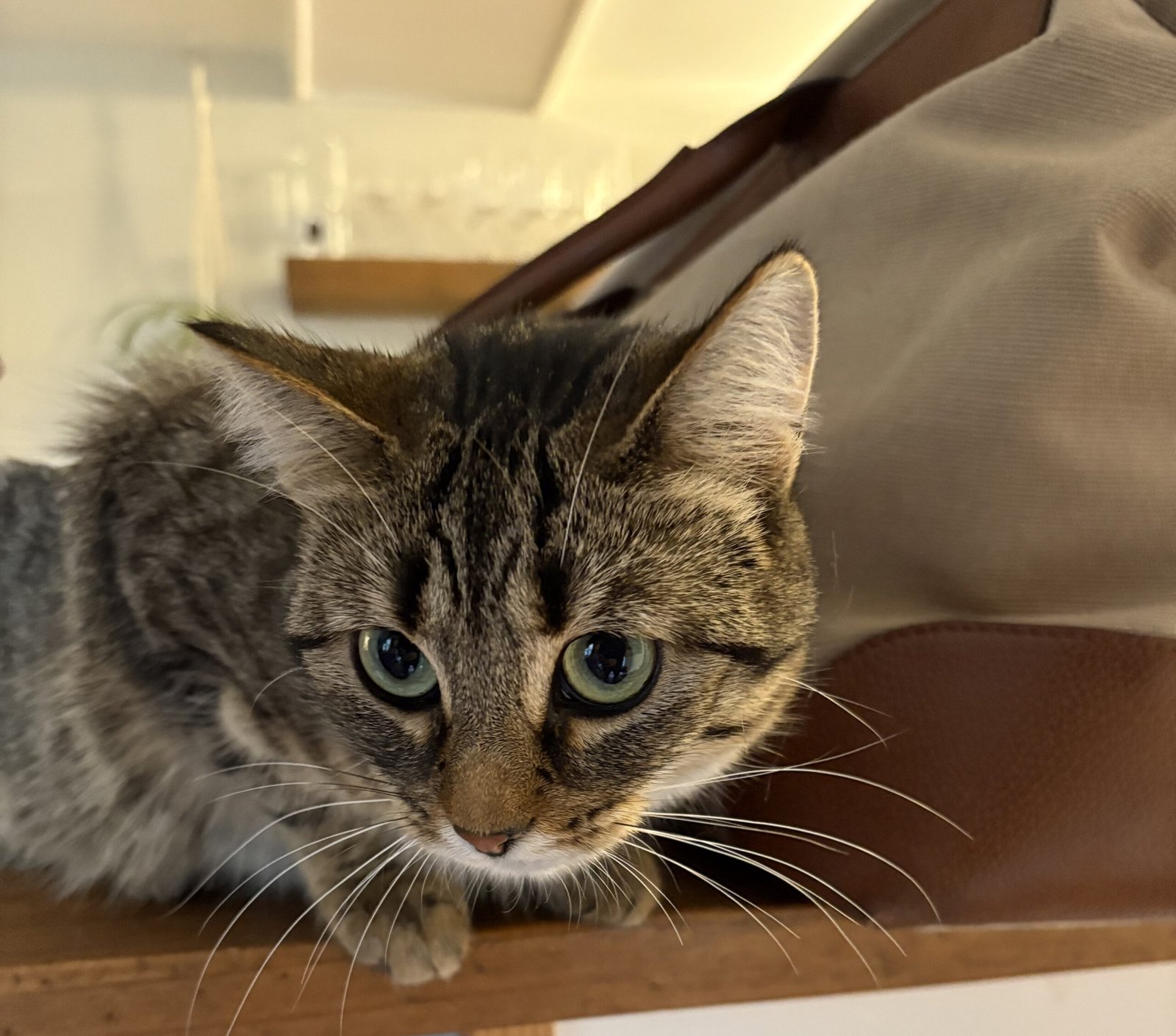 A photo of a tabby cat on a countertop