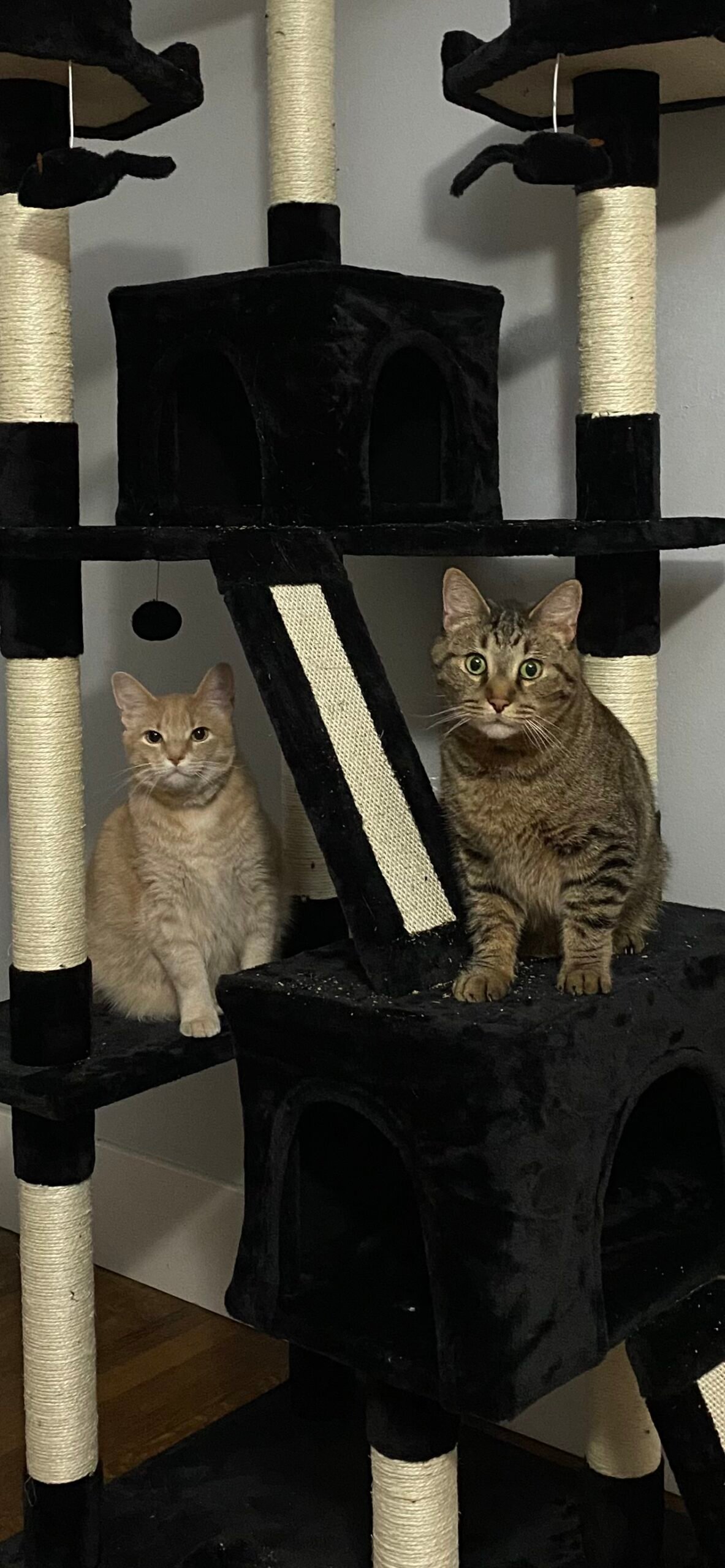 Mr Jim Lahey and Philadelphia Collins