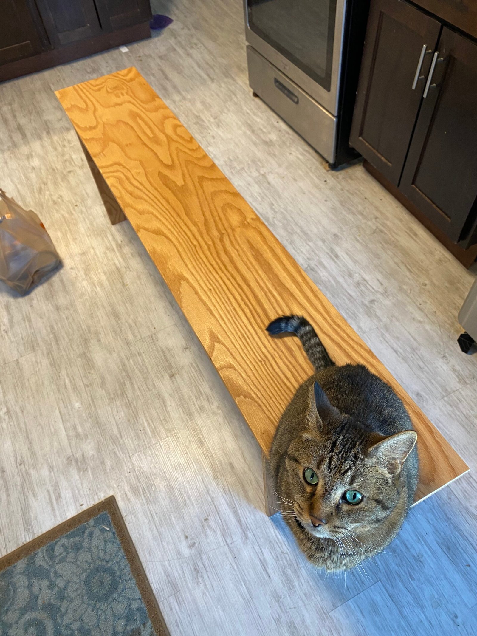 Philadelphia collins on a bench that I made